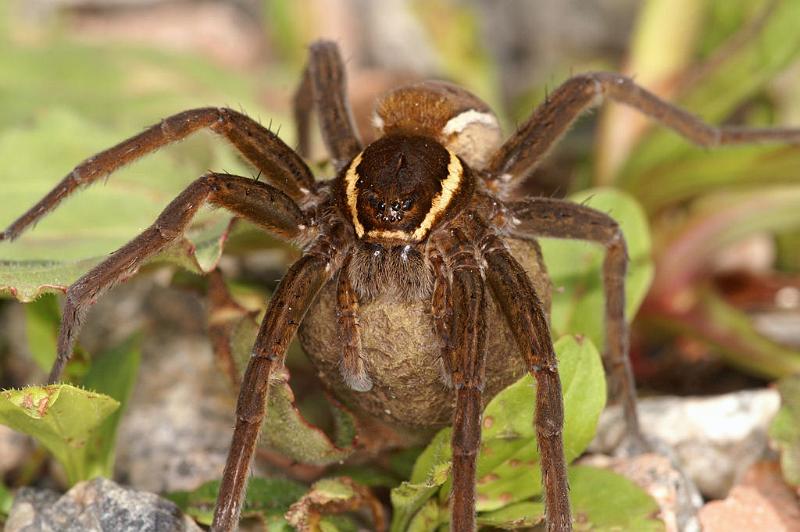 Dolomedes_fimbriatus_D5096_Z_90_Canal du Nivernais_Frankrijk.jpg